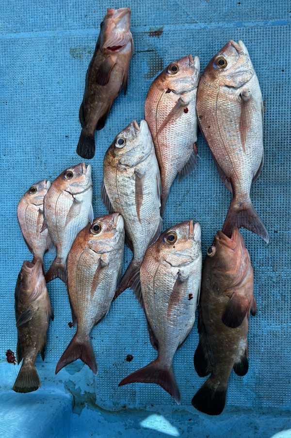 釣果写真