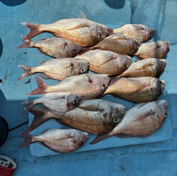 釣果写真