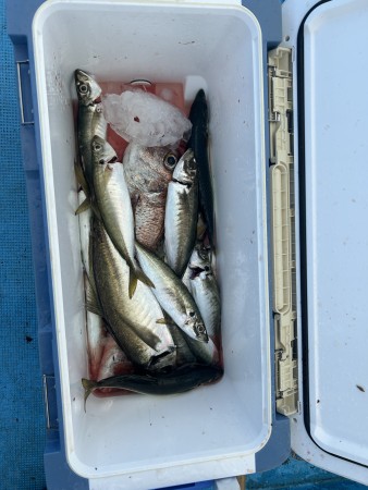 釣果写真