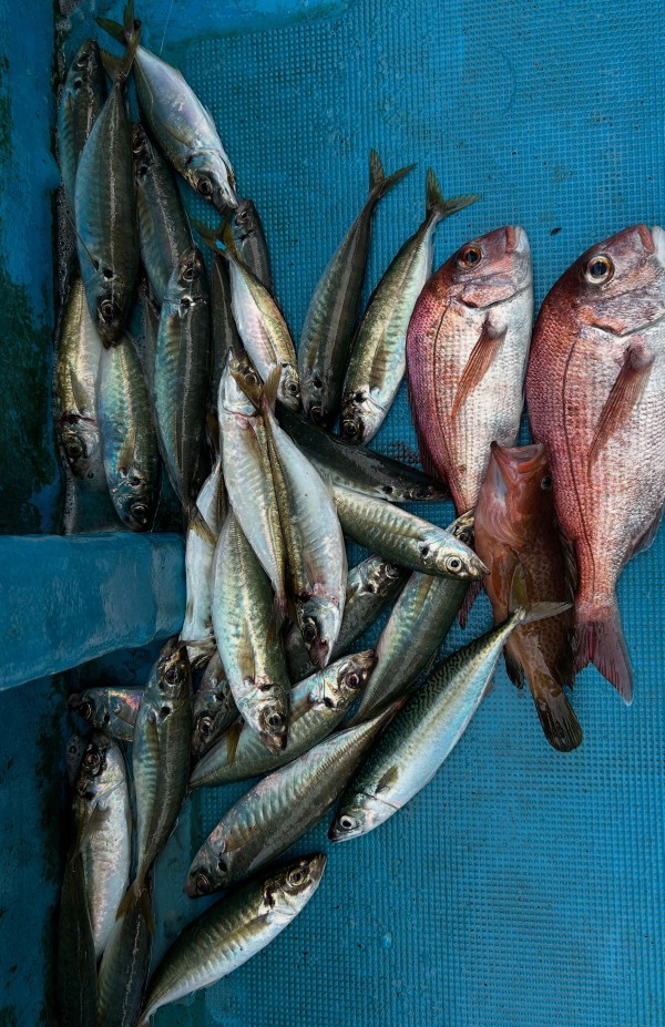 釣果写真